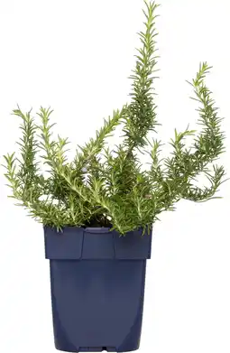 Intratuin Rozemarijn (rosmarinus officinalis) d 11 h 10 cm aanbieding