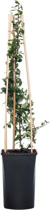 Intratuin Vuurdoorn (pyracantha coccinea 'red column') d 16 h 75 cm aanbieding