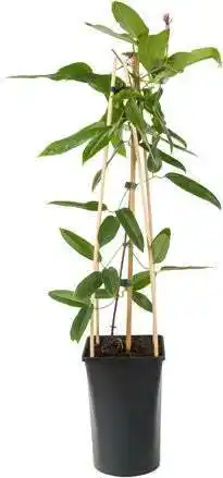 Intratuin Bosrank (clematis armandii) d 23 h 117 cm aanbieding