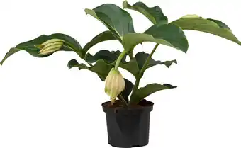 Intratuin Medinilla (medinilla magnifica) d 17 h 60 cm aanbieding