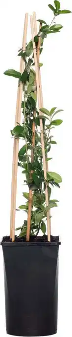 Intratuin Vuurdoorn (pyracantha 'orange charmer') d 16 h 75 cm aanbieding