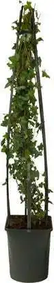 Intratuin Klimop (hedera helix) d 23 h 117 cm aanbieding