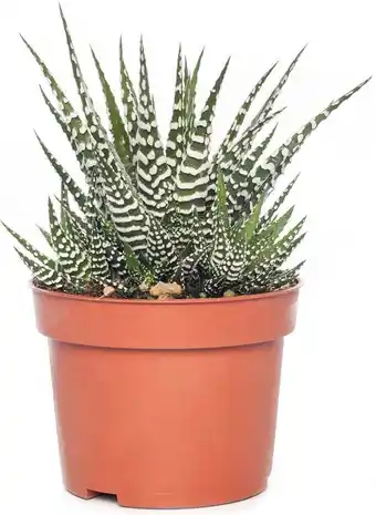 Intratuin Haworthia (haworthia fasciata 'big band') d 10,5 h 17 cm aanbieding