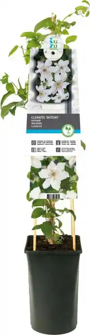 Intratuin Bosrank (clematis 'destiny') d 17 h 75 cm aanbieding