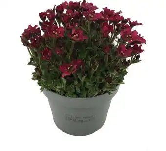 Intratuin Steenbreek (saxifraga x arensii 'touran deep red') d 12 h 15 cm aanbieding