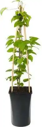 Intratuin Bosrank (clematis 'jackmanii') d 16 h 75 cm aanbieding