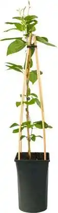 Intratuin Bosrank (clematis 'star of india') d 16 h 75 cm aanbieding