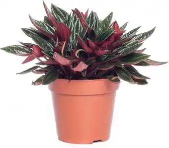 Intratuin Peperomia (peperomia caperata 'rosso') d 12 h 20 cm aanbieding