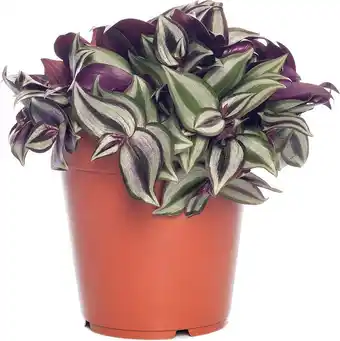 Intratuin Vaderplant (tradescantia zebrina) d 12 h 20 cm aanbieding