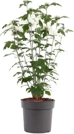 Intratuin Chinese roos (hibiscus syriacus 'speciosus') d 23 h 50 cm aanbieding