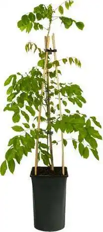 Intratuin Blauwe regen (wisteria sinensis) d 16 h 75 cm aanbieding