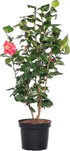 Intratuin Japanse roos (camellia japonica) d 15 h 40 cm aanbieding