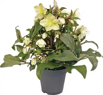 Intratuin Kerstroos (helleborus (hgc) 'marlon') d 15 h 35 cm aanbieding