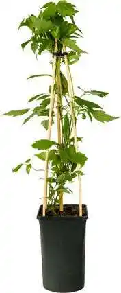 Intratuin Bosrank (clematis montana 'grandiflora') d 16 h 75 cm aanbieding