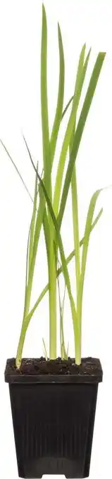 Intratuin Moerasgladiool (schizostylis coccinea 'major') d 9 h 20 cm aanbieding