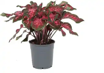 Intratuin Caladium (caladium 'bicolor') gemengd d 6 h 15 cm aanbieding