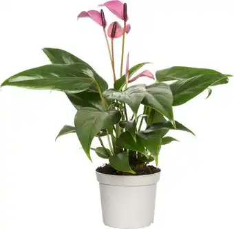 Intratuin Flamingoplant (anthurium andrianum 'zizou') d 9 h 30 cm aanbieding