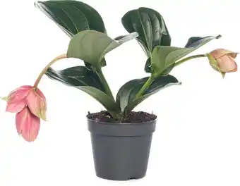 Intratuin Medinilla (medinilla magnifica 'piccolini') d 14 h 35 cm aanbieding