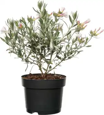 Intratuin Zilverwinde (convolvulus cneorum) wit d 19 h 25 cm aanbieding