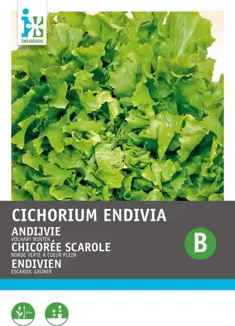 Intratuin Intratuin groentezaad andijvie (cichorium endivia 'breedblad volhart') aanbieding