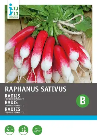 Intratuin Intratuin groentezaad radijs (raphanus sativus 'french breakfast') aanbieding
