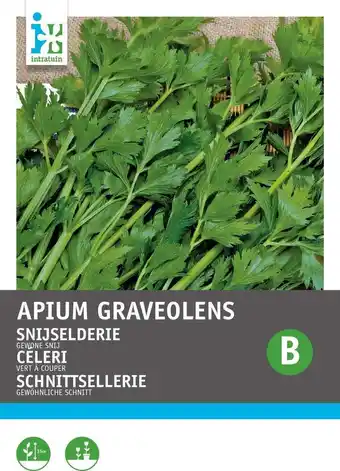 Intratuin Intratuin groentezaad snijselderij (apium graveolens 'gewone snij') aanbieding
