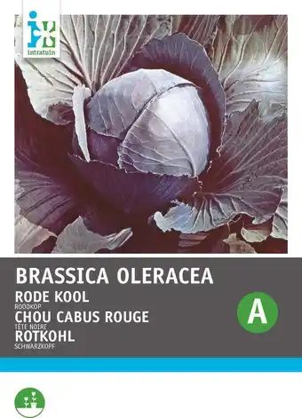 Intratuin Intratuin groentezaad rode kool (brassica oleracea 'roodkop') aanbieding