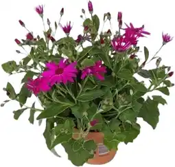Intratuin Kruiskruid (senecio 'senetti magenta') d 15 h 38 cm aanbieding