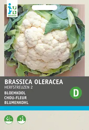 Intratuin Intratuin groentezaad bloemkool (brassica oleracea 'herfstreuzen') aanbieding