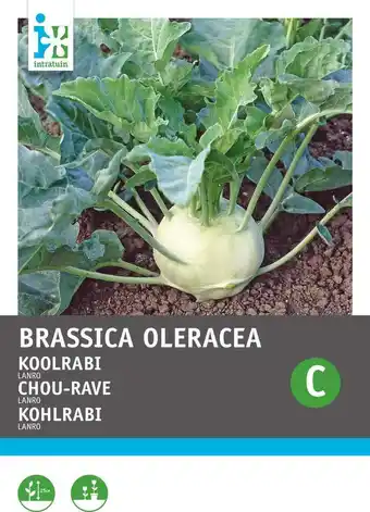Intratuin Intratuin groentezaad koolrabi (brassica oleracea 'lanro') aanbieding