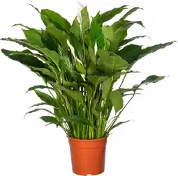 Intratuin Lepelplant (spathiphyllum 'sweet sebastiano') d 27 h 140 cm aanbieding
