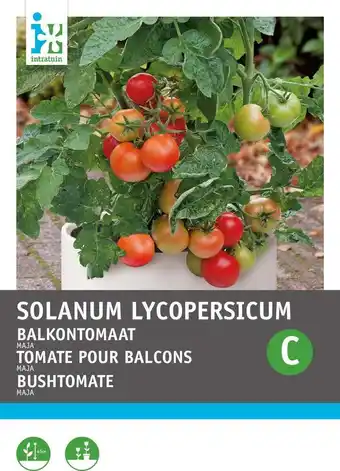 Intratuin Intratuin groentezaad tomaten (solanum lycopersicum 'maja origineel') aanbieding