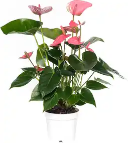 Intratuin Flamingoplant (anthurium andreanum 'pink champion') d 14 h 50 cm aanbieding