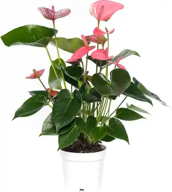 Intratuin Flamingoplant (anthurium andreanum 'pink champion') d 14 h 50 cm aanbieding