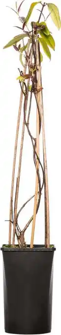 Intratuin Kamperfoelie (lonicera henryi 'copper beauty') d 16 h 75 cm aanbieding