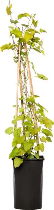 Intratuin Bruidssluier (fallopia aubertii) d 16 h 75 cm aanbieding
