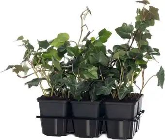 Intratuin Klimop (hedera hibernica) six-pack d 9 h 10 cm aanbieding