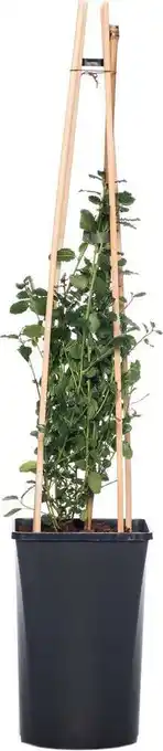 Intratuin Amerikaanse sering (ceanothus thyrsiflorus var. repens) d 16 h 75 cm aanbieding
