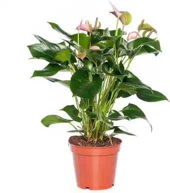 Intratuin Flamingoplant (anthurium andreanum 'joli') d 9 h 20 cm aanbieding