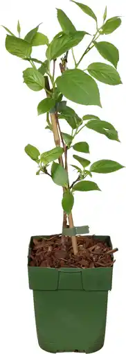 Intratuin Biologische kiwi bes (actinidia arguta 'issai') d 13 h 40 cm aanbieding