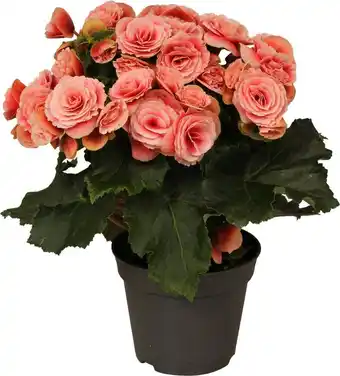 Intratuin Begonia (begonia elatior 'borias') d 14 h 30 cm aanbieding