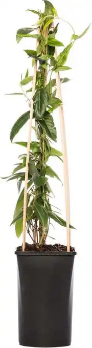Intratuin Kamperfoelie (lonicera henryi) d 16 h 75 cm aanbieding