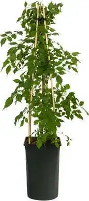 Intratuin Trompetbloem (campsis x tagliabuana 'madame galen') d 16 h 75 cm aanbieding