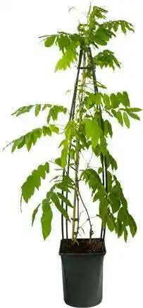 Intratuin Blauwe regen (wisteria floribunda 'alba') d 23 h 117 cm aanbieding