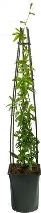 Intratuin Passiebloem (passiflora 'beervelde') d 17 h 75 cm aanbieding