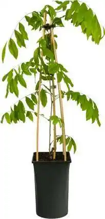 Intratuin Blauwe regen (wisteria floribunda 'rosea') d 16 h 75 cm aanbieding