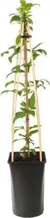 Intratuin Bosrank (clematis 'noora') d 16 h 75 cm aanbieding