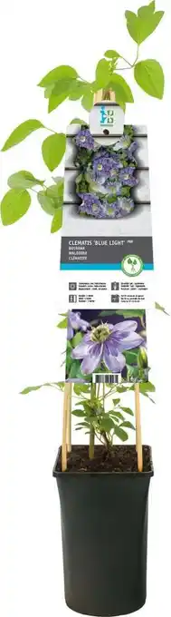 Intratuin Bosrank (clematis 'blue light') d 17 h 75 cm aanbieding
