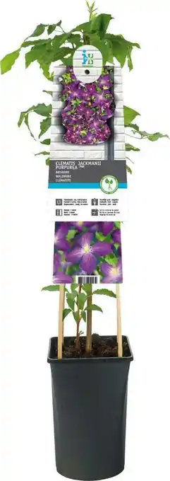 Intratuin Bosrank (clematis 'jackmanii purpurea') d 17 h 75 cm aanbieding