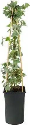 Intratuin Klimop (hedera helix 'glacier') d 16 h 75 cm aanbieding